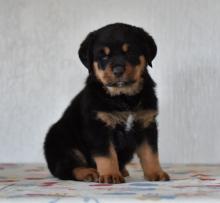 Puppies for sale rottweiler - Lithuania, Taurage