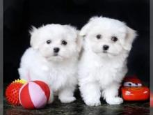Puppies for sale maltese - Belarus, Maladzyechna