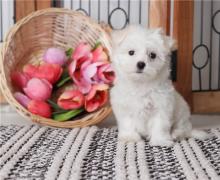 Puppies for sale maltese - Lithuania, Akmene