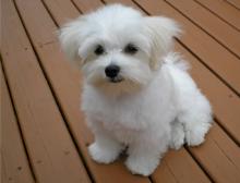 Puppies for sale maltese - Azerbaijan, Ganja