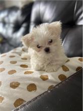 Puppies for sale maltese - Turkmenistan, Ashgabat