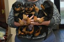 Puppies for sale rottweiler - United Kingdom, Sheffield
