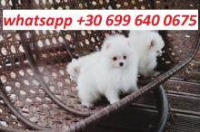 Puppies for sale pomeranian spitz - Sweden, Goteborg