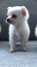 Puppies for sale chihuahua - Germany, Bremen. Price 250 €