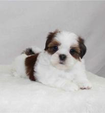 Puppies for sale shih tzu - Slovakia, Bridge