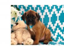 Puppies for sale , cane corso mastiff - Finland, Rovaniemi