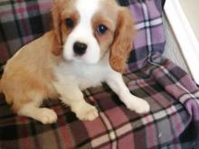 Puppies for sale king charles spaniel - Sweden, Stockholm. Price 10 €