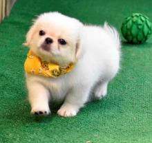 Puppies for sale pekinese - Ireland, Dublin