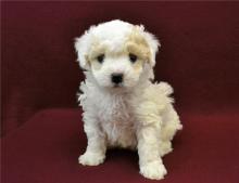 Puppies for sale poodle - Latvia, Balvi