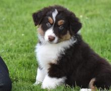 Puppies for sale australian shepherd - United Kingdom, Birmingham