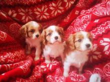 Puppies for sale king charles spaniel - Malta,