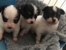 Puppies for sale papillon and phalene - Greece, Athens