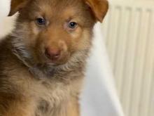 Puppies for sale german shepherd dog - United Kingdom, Dover