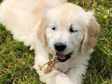 Puppies for sale golden retriever - Greece, Thessaloniki. Price 32 €