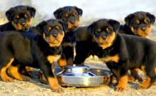 Puppies for sale rottweiler - Lithuania, Vilnius
