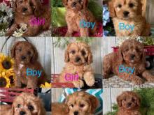 Puppies for sale , cavapoo - Sweden, Stockholm