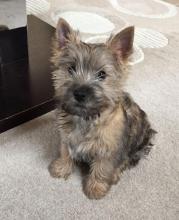 Puppies for sale kern-terrier, cairn terrier - Ireland, Dublin
