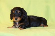 Puppies for sale dachshund - Sweden, Stockholm