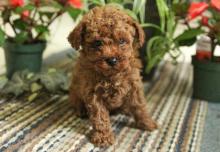 Puppies for sale toy-poodle - Ireland, Dublin