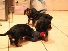 Puppies for sale king charles spaniel - Austria, . Price 155 €