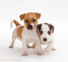 Puppies for sale jack russell terrier - Poland, Warsaw