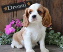 Puppies for sale king charles spaniel - Ireland, Dublin