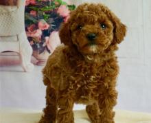 Puppies for sale other breed, cockapoo puppies - Azerbaijan, Ganja