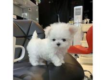 Puppies for sale maltese - Azerbaijan, Ganja