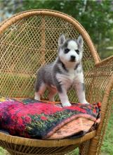 Puppies for sale haski - Lithuania, Telshiai