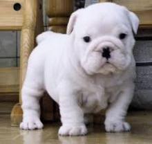Puppies for sale english bulldog - Canada, Alberta, Calgary