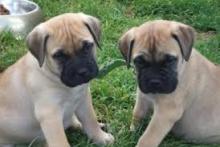 Puppies for sale bullmastiff - Lithuania, Vilnius