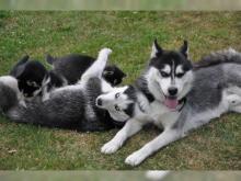 Puppies for sale , husky - Ireland, Dublin