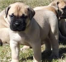 Puppies for sale bullmastiff - Canada, Ontario, Ottawa–Gatineau