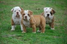 Puppies for sale english bulldog - Cyprus, Ayia Napa