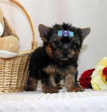 Puppies for sale yorkshire terrier - Ireland, Dublin