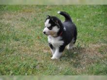 Puppies for sale , husky - Georgia, Rustavi