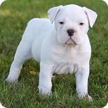 Puppies for sale english bulldog - Ukraine, Kiev