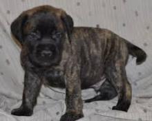 Puppies for sale bullmastiff - Cyprus, Larnaca