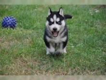 Puppies for sale , husky - Ireland, Dublin