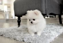 Puppies for sale pomeranian spitz - Lithuania, Ionava