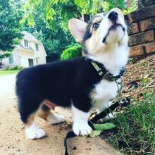 Puppies for sale other breed, pembroke welsh corgi - Ireland, Cork