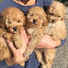 Puppies for sale toy-poodle - Ireland, Cork