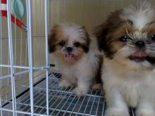 Puppies for sale shih tzu - Slovenia, Dubrovnik