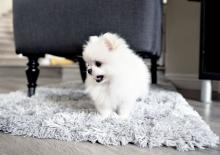 Puppies for sale pomeranian spitz - Bulgaria, Stara Zagora