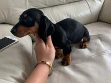 Puppies for sale dachshund - Ireland, Cork