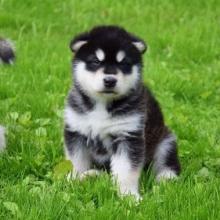 Puppies for sale other breed, alaskan malamute - Ireland, Cork