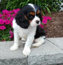 Puppies for sale king charles spaniel - Ireland, Cork