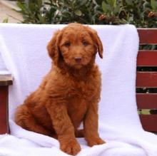 Puppies for sale mixed breed, goldendoodle - Ireland, Cork