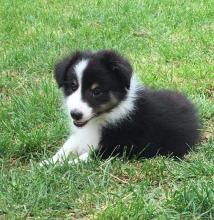 Puppies for sale sheltie (shetland sheepdog) - Ireland, Cork