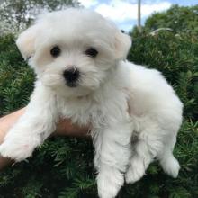 Puppies for sale maltese - Ireland, Cork